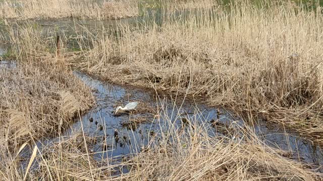 a bird(crane) working on fishing at the reeds field