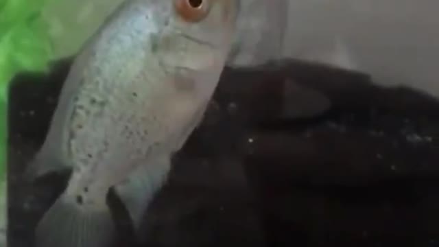 Dwarf fishermen