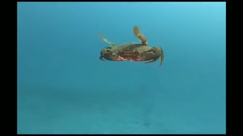 Crab swimming