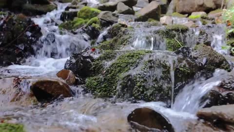 We flooded a forest - the result blew our minds3