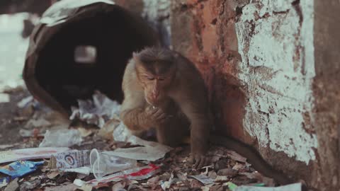 Worried monkey