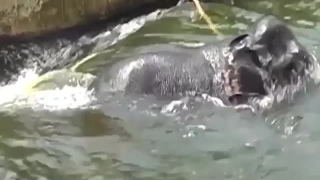 A dam tries to swallow an giant elephant- People saved the ...