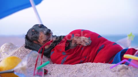 Funny Dog Try not to laugh !