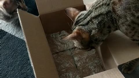 Cat and kitten explore cardboard box together