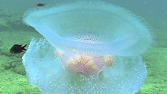 Another alien jellyfish | Marivagia stellata Amazing Jellyfish