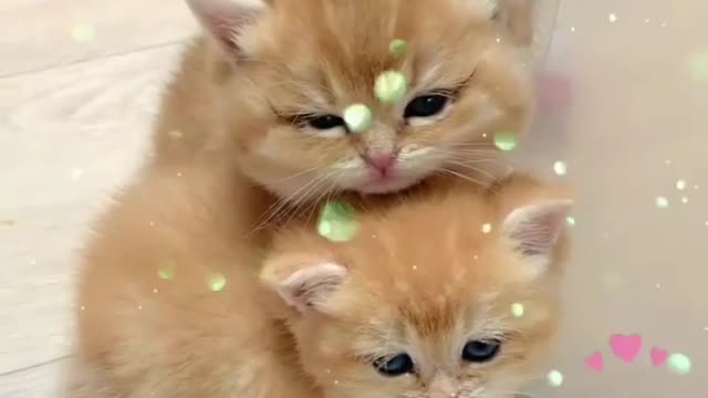 Baby Cats - Cute and Funny Cat Videos Compilation #18 || Exlamation Animals