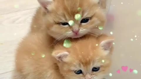 Baby Cats - Cute and Funny Cat Videos Compilation #18 || Exlamation Animals