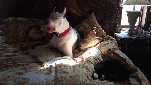 Rude Great Dane interrupts cat's nap time