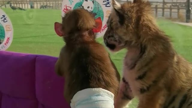 Baby baboon fighting with baby tiger