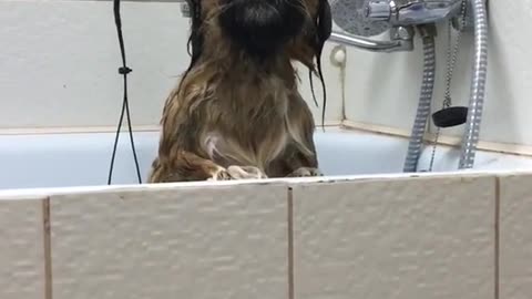 The dog was very cold after water procedures