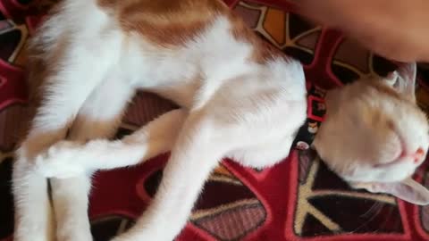 Playing With Mr.Crix