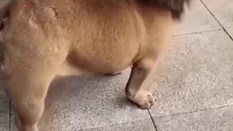 🤣Funny dog video-lion🤣