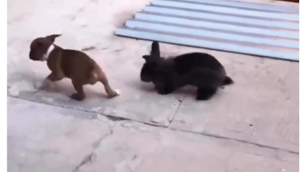 This puppy think's he's a Bunny