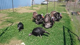 Turkeys - Wild not so wild