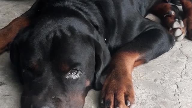 My dog is sad because he hasn't eaten