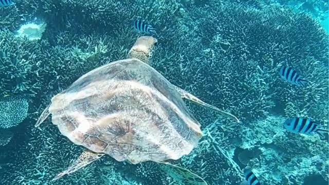 Turtle Encounter While Diving