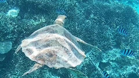 Turtle Encounter While Diving