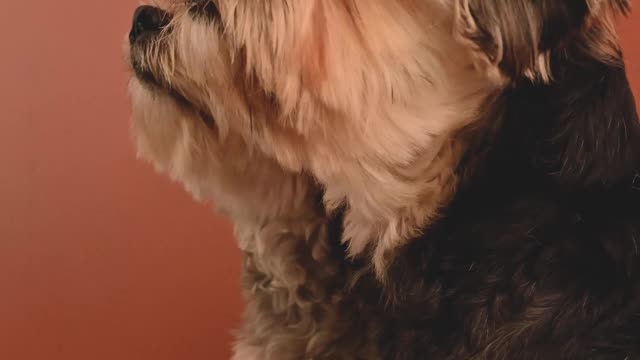 Dog Having a Party
