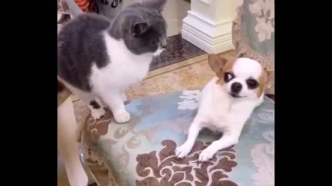 best funny animals video