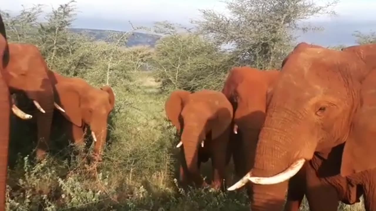 Elephant Herd Grazes Peacefully