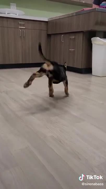 Happy dog dancing