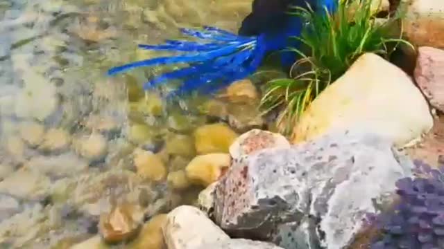 Adorable bird floating in water, Drop a ❤ if you love birds