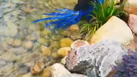 Adorable bird floating in water, Drop a ❤ if you love birds