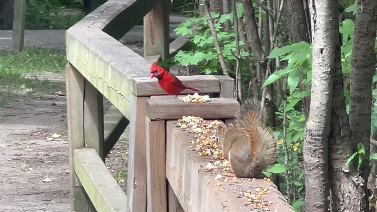 Red tailed squirrels fight w/ special cameo appearance