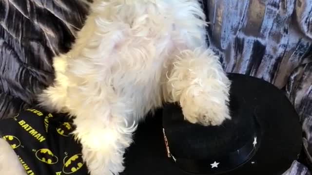 White dog sits up while wearing yellow batman shorts