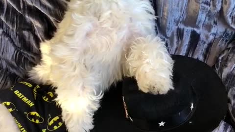 White dog sits up while wearing yellow batman shorts