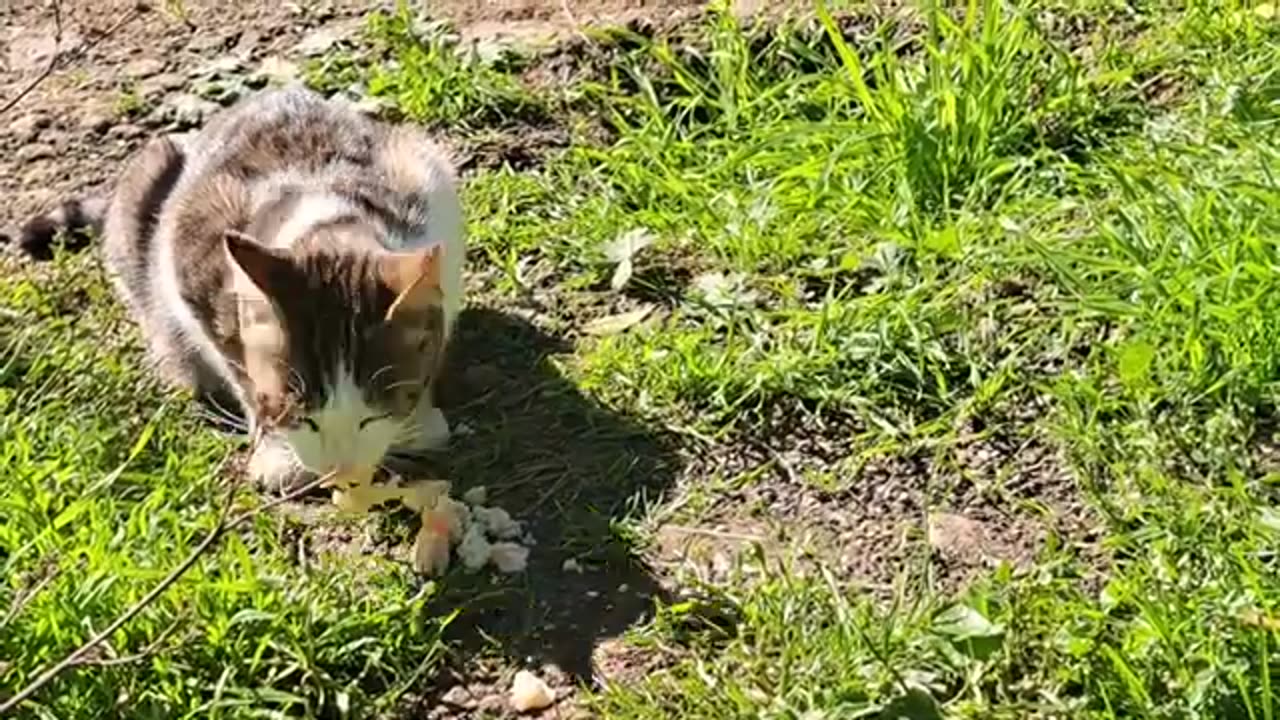 Cute street cats walking far from each other.