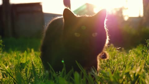 Cat sitting in the garden on the grass at sunset. Cat playing outside at sunset time