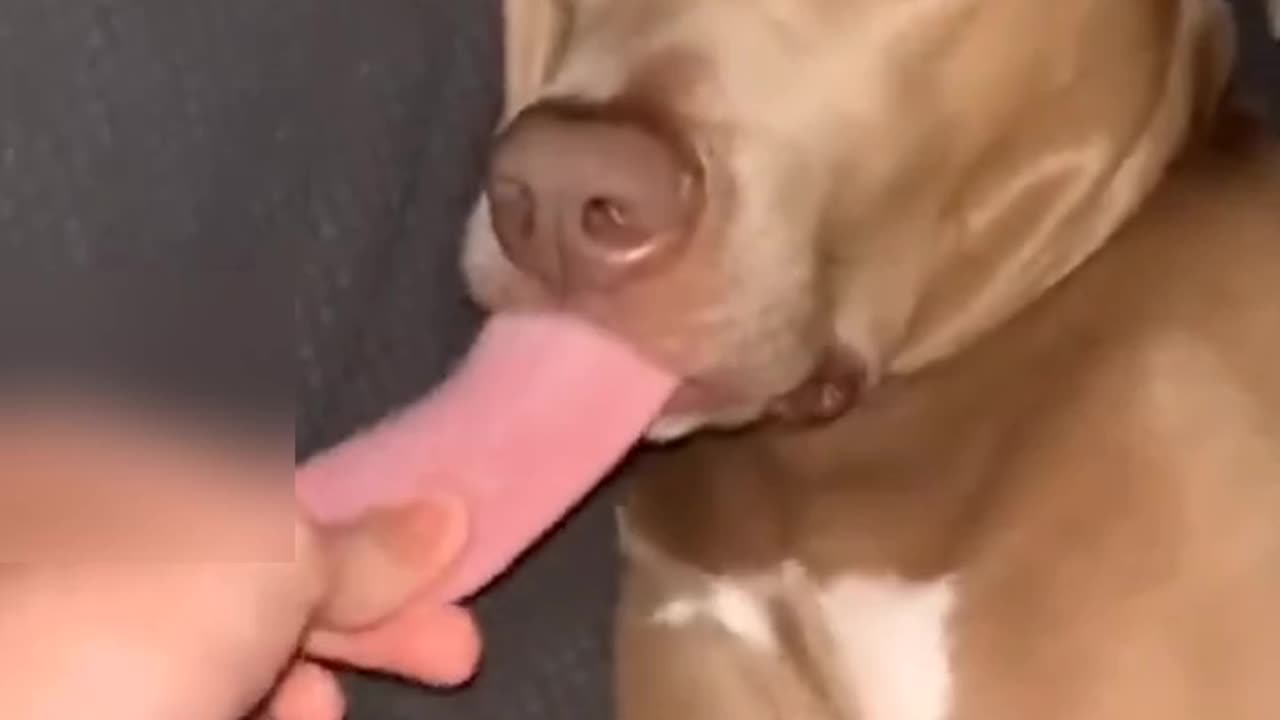 Funny 😂 dog video 😂