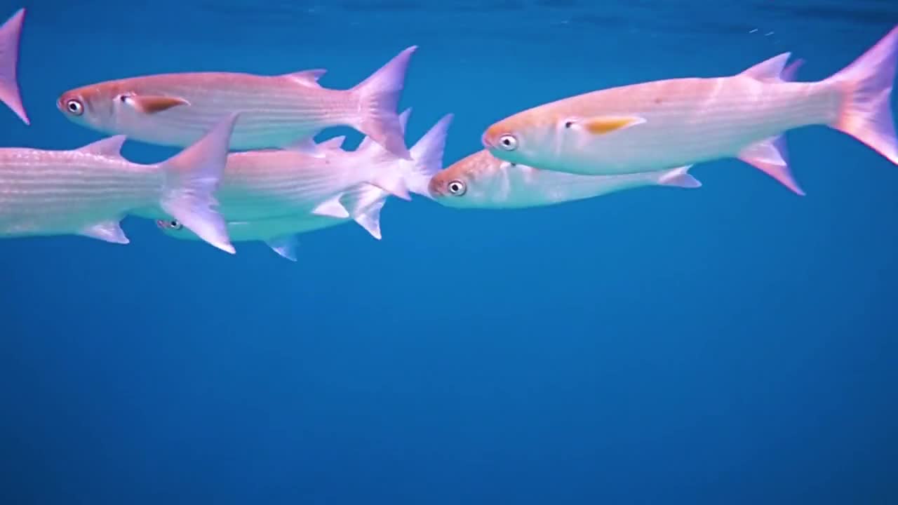 Reef with a variety of hard and soft corals and tropical fish. Maldives Indian Ocean