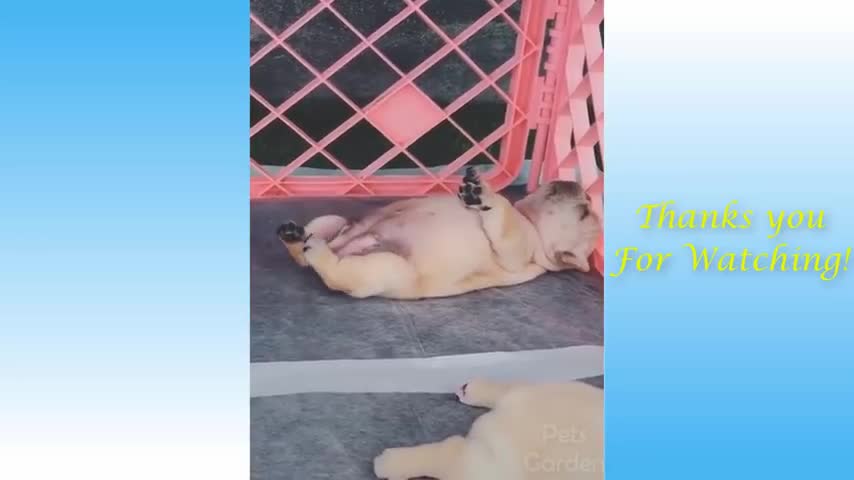 Animals doing things funny cat and dog videos compilation