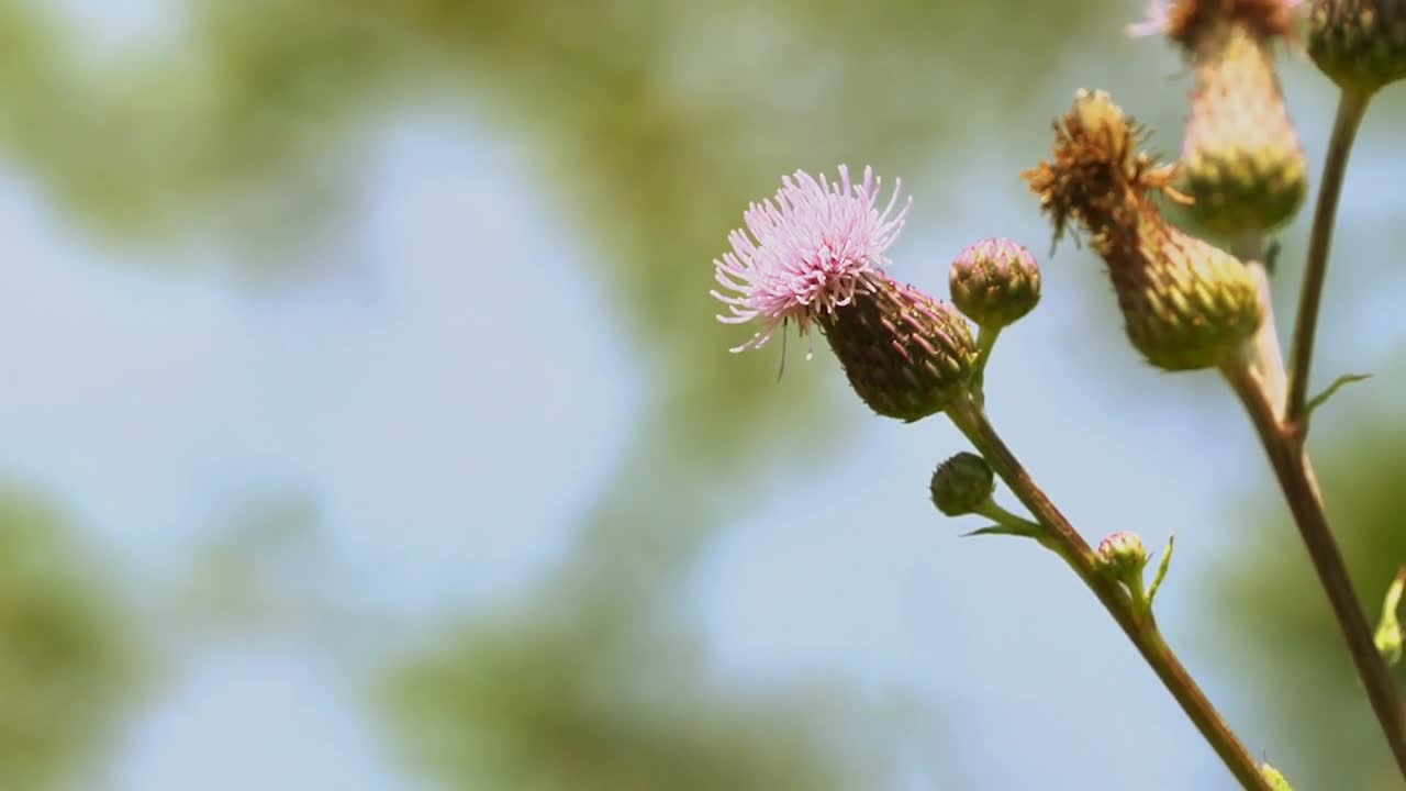 Bee on wild flower