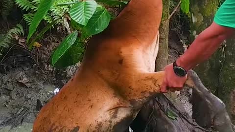 Man Has To Trim Down A Tree To Free A Trapped Cow