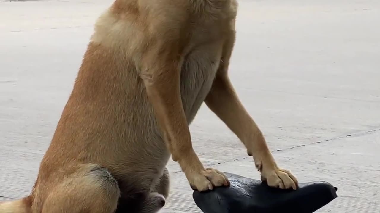 A sensible dog meets a loving owner