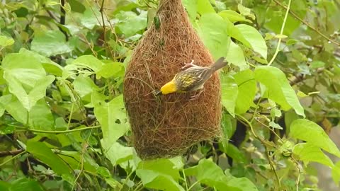 Baya Weaver building nest