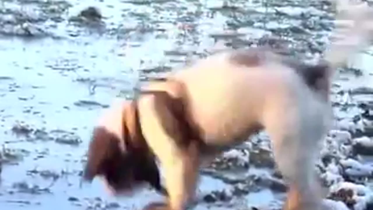 Ice Capades, Animals Fun in The Snow #shorts #viral #shortsvideo #video