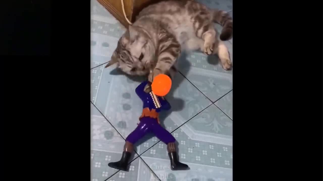 The cat and the new doll