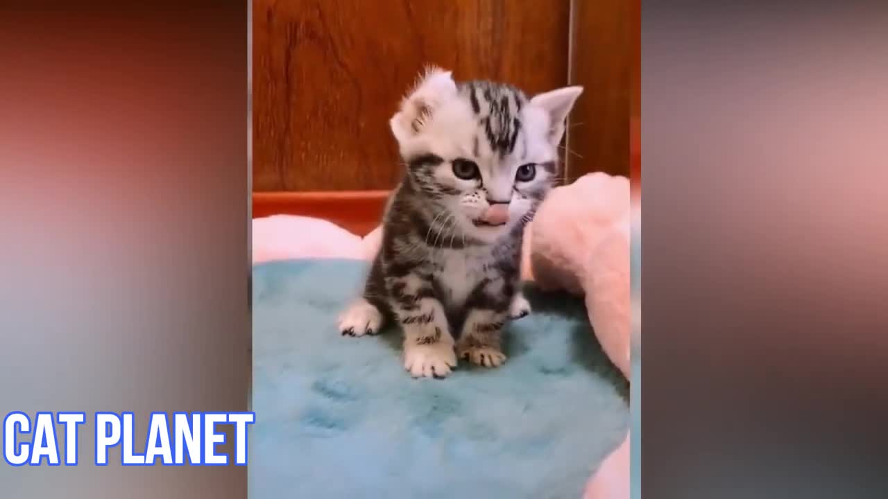 Cute and Funny Cat Videos Compilation Baby Cat 2021