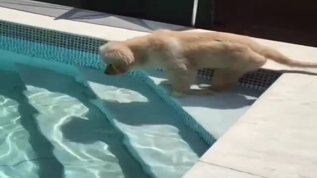 It is true that dogs are born to swim