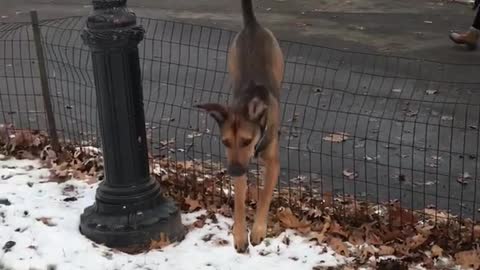 Brown dog leaps over wire fence