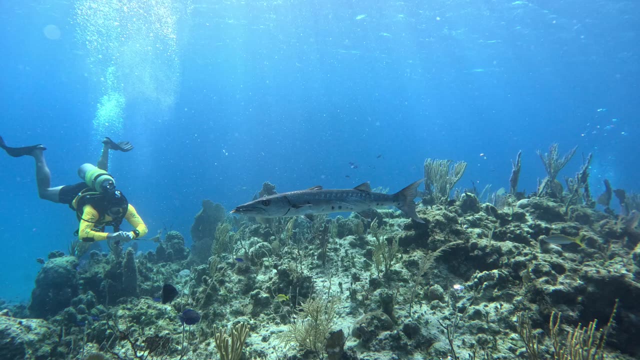 Huge Barracuda checks out scuba divers in the Bahamas