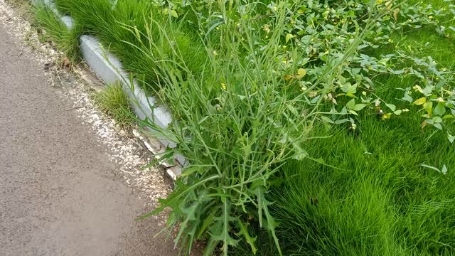 This plant has small yellow flowers