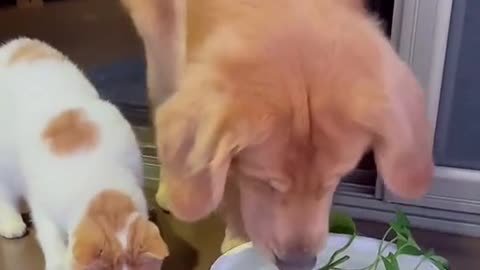 how dog and cat save fish life #cute Cat#Cute dog# funny dog cat#