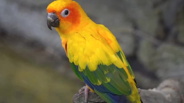 Beautiful Yellow Parrot Bird Video