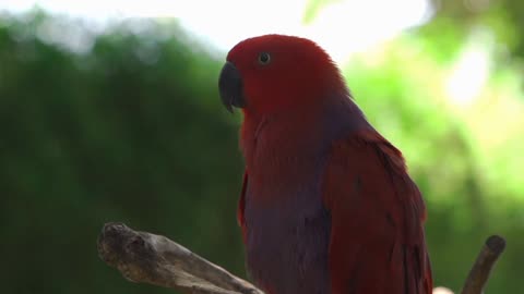 4k video | Jungle calming music | calming music | nature sounds _ wild animals _ 4k Ultra Hd Videos