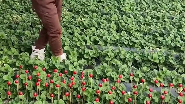 Farm Fresh Ninja Fruit Cutting Desi Satisfying Fruit Ninja Fruit Ideas | Amazing Fruits Video
